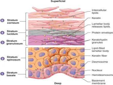 Figure 1.2 - Epidermal differentiation: The different  strata that compose epidermis and their main constituents