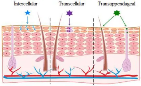 Figure 1.3  -  Pathways  for  permeation  through  the  skin:  Molecules  diffuse  either  through  the  intercellular  spaces,  through  keratinocytes or even through skin appendages