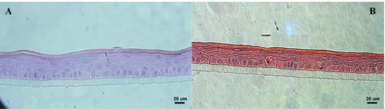 Figure 3.9 - Morphology of (A) the reconstructed human epidermis grown in culture medium renewed every 72 hours (approx
