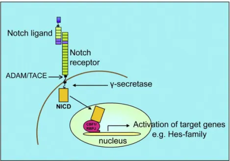Figure  4|  Schematic  representation  of  the  Notch-Delta  signalling  pathway.  Binding  of  the  Notch ligand to the membrane-bound Notch receptors leads to a sequence of proteolytic events resulting in  cleavage of the Notch extracellular domain by th