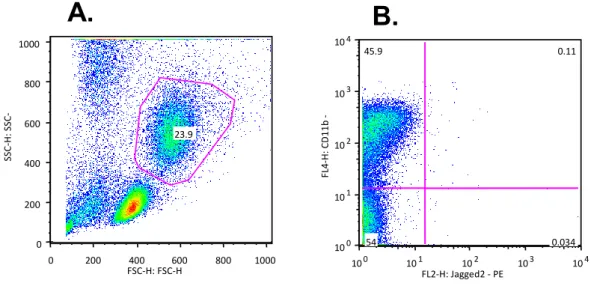 Figure  5|  PBMCs  in  culture  expressed  CD11b/Jagged2  by  flow  cytometry.  Percentage  of  CD11b+Jagged2+ cells in the mononuclear cell fraction of PB samples in culture of RPMI medium, by flow  cytometry