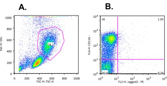 Figure  7|  PBMCs  in  PBS  expressed  CD11b/Jagged2  by  flow  cytometry.  Percentage  of  CD11b+Jagged2+  cells  in  the  mononuclear  cell  fraction  of  PB  samples  incubated  with  PBS  1x,  by  flow  cytometry