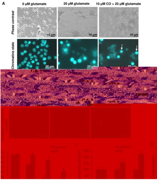 Figure 2. Effect of carbon monoxide treatment on neuronal apoptosis. (A) Representative micrographs of neurons treated or not with 20 mM of glutamate and 10 mM of CO