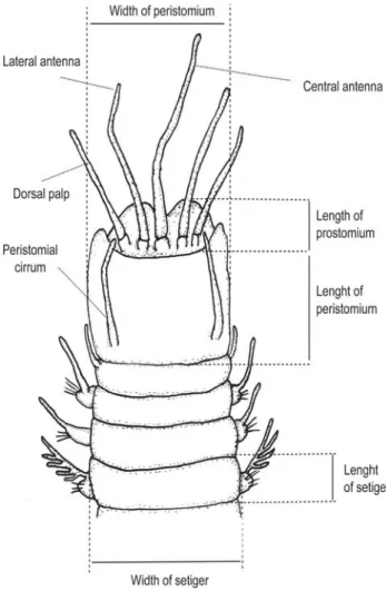 Figure 1. Anterior region of Eunice spp. showing morphometric measured variables.