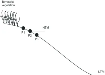 Table I. Abiotic parameters measured in each beach during summer and winter surveys. Sediments parameters are referred as mean (±standard deviation) of three beach levels