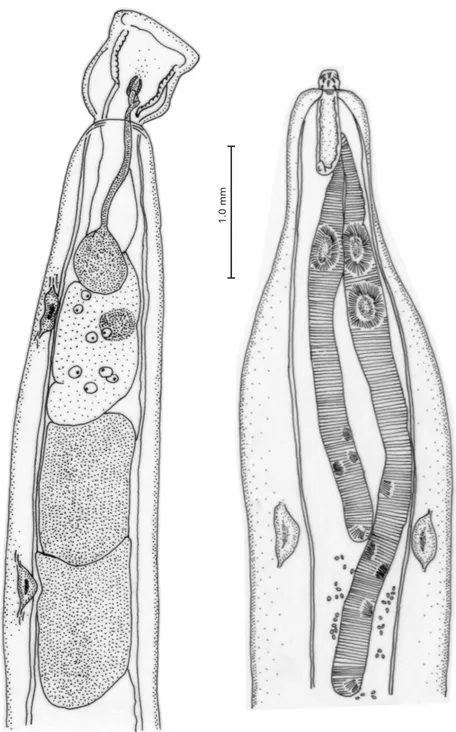 Fig. 1 — Neoechinorhynchus curemai, posterior end of male. Fig. 2 — Neoechinorhynchus curemai, anterior end of female showing lemnisci.