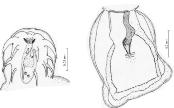 Fig. 3 — Neoechinorhynchus curemai, proboscis of male. Fig. 4 — Neoechinorhynchus curemai, copulatory bursa of male.