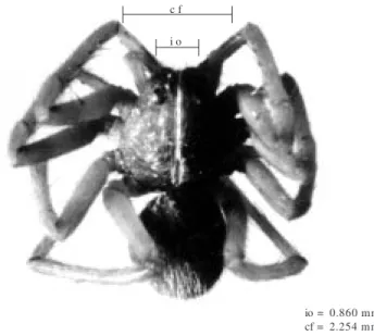 Fig. 2 — Spiderling of sixth instar. io = width of ocular area; cf = width of carapace (in millimeters).