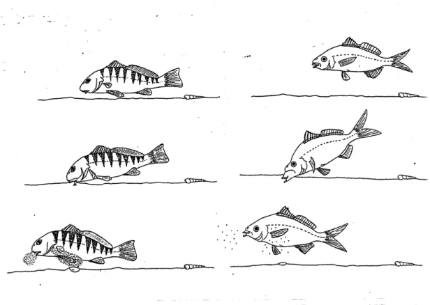 Fig. 1 — Feeding behaviour of Umbrina coroides (left) and Eucinostomus gula (right). Swimming near the bottom (a), burying mouth in the sand (b), ejecting sediment through mouth and gill openings (c).