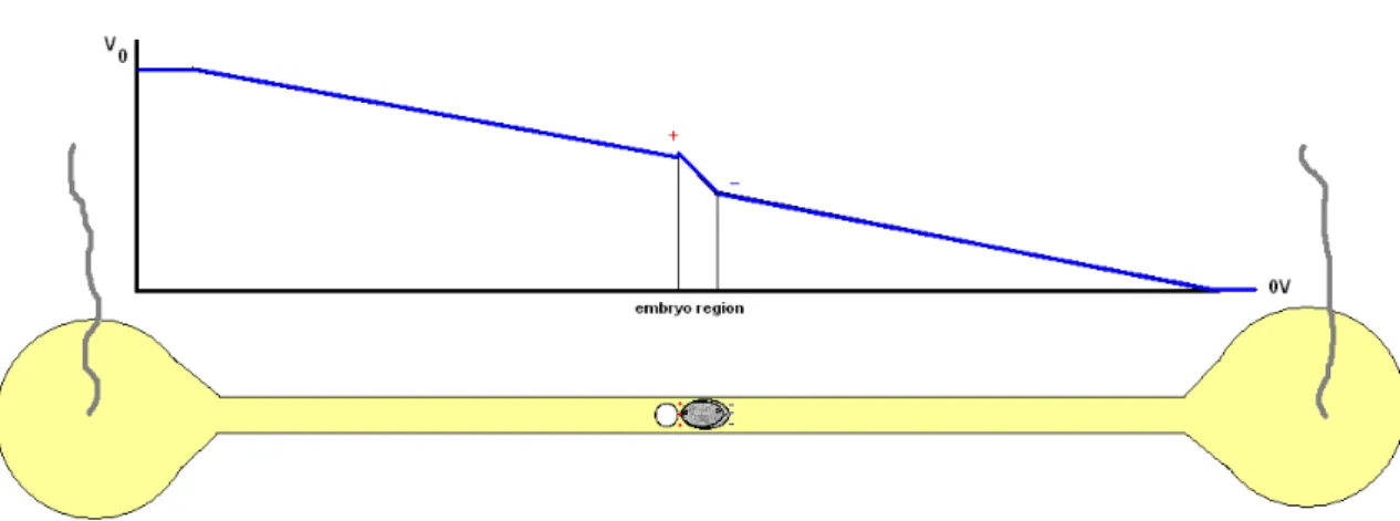 Fig.  4.21:  Schematic  representation  of  the  voltage  drop  along  the  channel,  evidencing  the  charge  accumulation around the embryo.