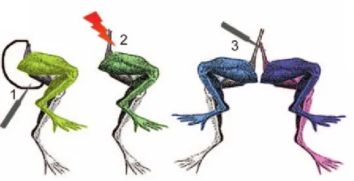 Fig. 1.1: Galvani’s experiments using a frog leg preparation. The leg contracted when the cut end of the  sciatic nerve touched the leg muscle (1) or when the electrical discharge was applied directly to the nerve  (2)