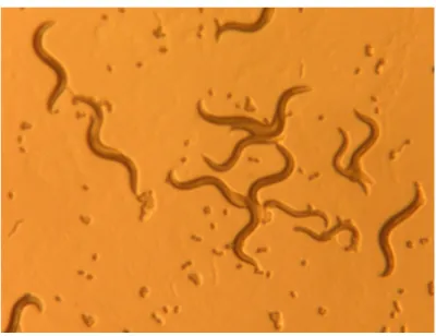 Fig. 3.4: C. elegans under microscope. The worm length is about 1mm. (Image taken from [48])