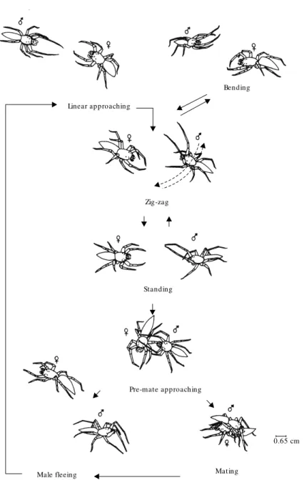 Fig. 4 —  Sequence of courtship and mating behavior displayed by Psecas viridipurpureus.