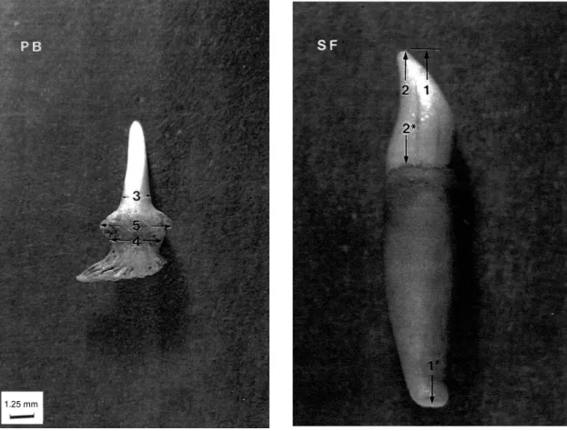 Fig. 1 — Photographs of the teeth of individuals adults of Pontoporia blainvillei (PB) and Sotalia fluviatilis (SF), indicating the five measurements taken at external surface of the tooth (1-1* = tooth length; 2-2* = crown length; 3 = crown diameter; 4 = 