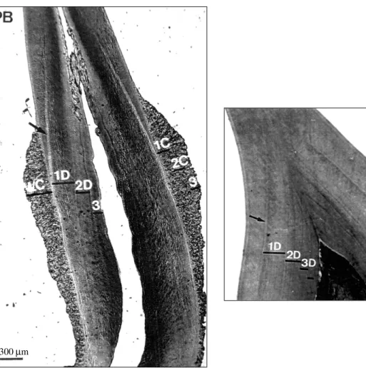 Fig. 2 — Photographs of longitudinal cuts of the teeth indicating the measurements taken in the surface of the sections: