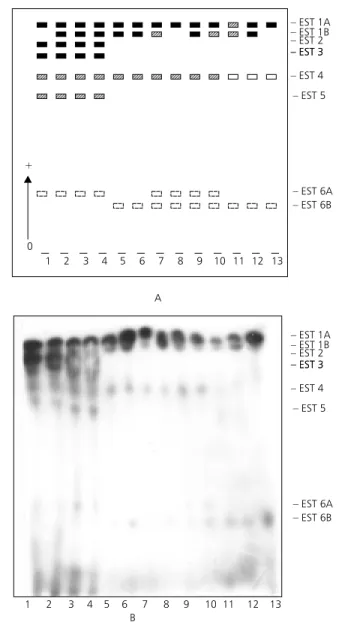 Fig. 1 — Electrophoretic profiles of esterases during the ontogenetic development of Anopheles intermedius