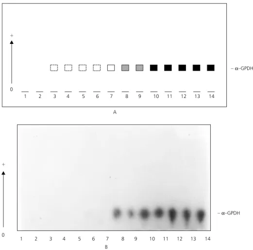 Fig. 5 — Electrophoretic profiles of a-glycerophosphate dehydrogenase during the ontogenetic development of Anopheles mattogrossensis