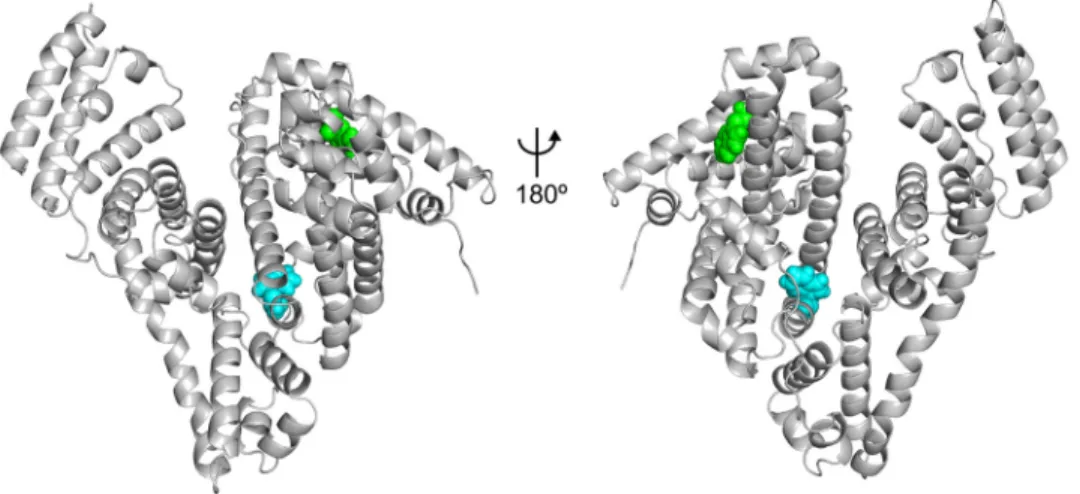 Fig 2. Location of the tryptophan residues on the structure of BSA. Residues Trp 134 and Trp 213 are represented as green and blue spheres, respectively.