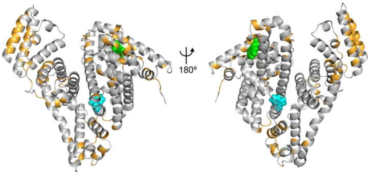 Fig 6. Binding sites of ALF414 on the surface of BSA. The residues that interact with the ligand for more than 30% of the total simulation time are highlighted in orange