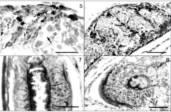 Fig. 5 — Histological section (7 µm) of material fixed in Bouin’s fluid, treated with trichloroacetic acid, and embedded in Paraplast