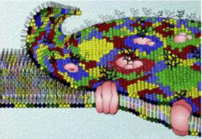 Figure  2.6  Schematic  representation  of  the  Fluid  Mosaic  Model, proposed by Singer and Nicolson