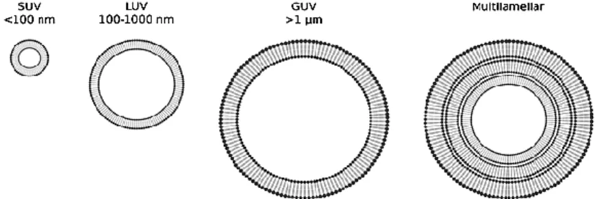 Figure  2.13  Schematic  representation  of  the  different  types  of  liposomes,  according to its size and number of bilayers