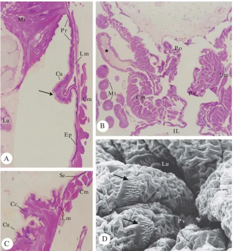 Figure 1. Morphology of the pylorus in A. gemmatalis hindgut. A - Junction between the midgut (Mi) and hindgut: the posterior interstitial ring (Pr) with small spines (arrow)