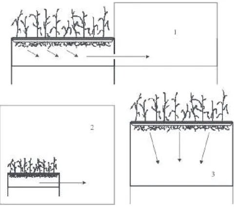 Figure 3.  Components of the mass-rearing colony, including box with host plants anchored to mounds of soil and covered with shade cloth (A), root and spittle mass development (B) and emergence cage for adult capture (C).