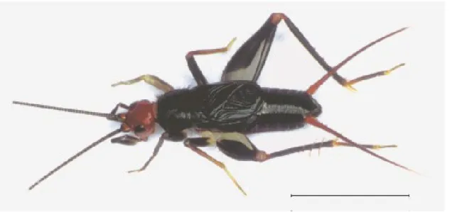 Figure 1. Male of A. rubricephala of the specimen n o  9 collected in Itirapina.