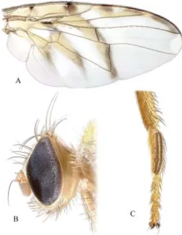 Figure 6. T. brasiliensis. A, Wing;  B, head, lateral view;