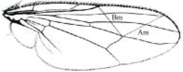 Figure 1. Schematic representation of a H. irritans wing, showing the morphological characters measured