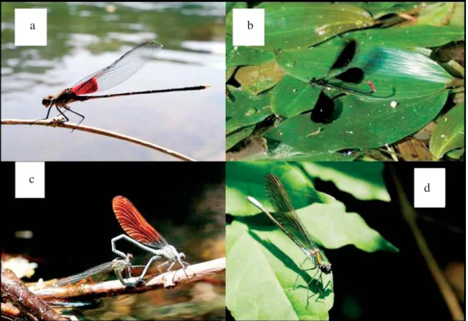Fig. 1. H. americana male (a), a C haemorrhoidalis male displaying his wings over Potamogeton on the river bank in the  absence of current (b), M