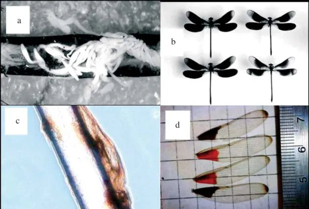 Fig. 2. A dissected Calopteryx abdomen showing gregarine parasites as enlarged structures (a), wing pigmentation variation in  C