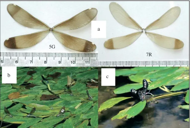 Fig. 3. Female wing pigmentation variation in two C. haemorrhoidalis females (a), C. haemorrhoidalis females attracted to an oviposition  spot defended by a male landing on a Potamogeton stick (b), a C