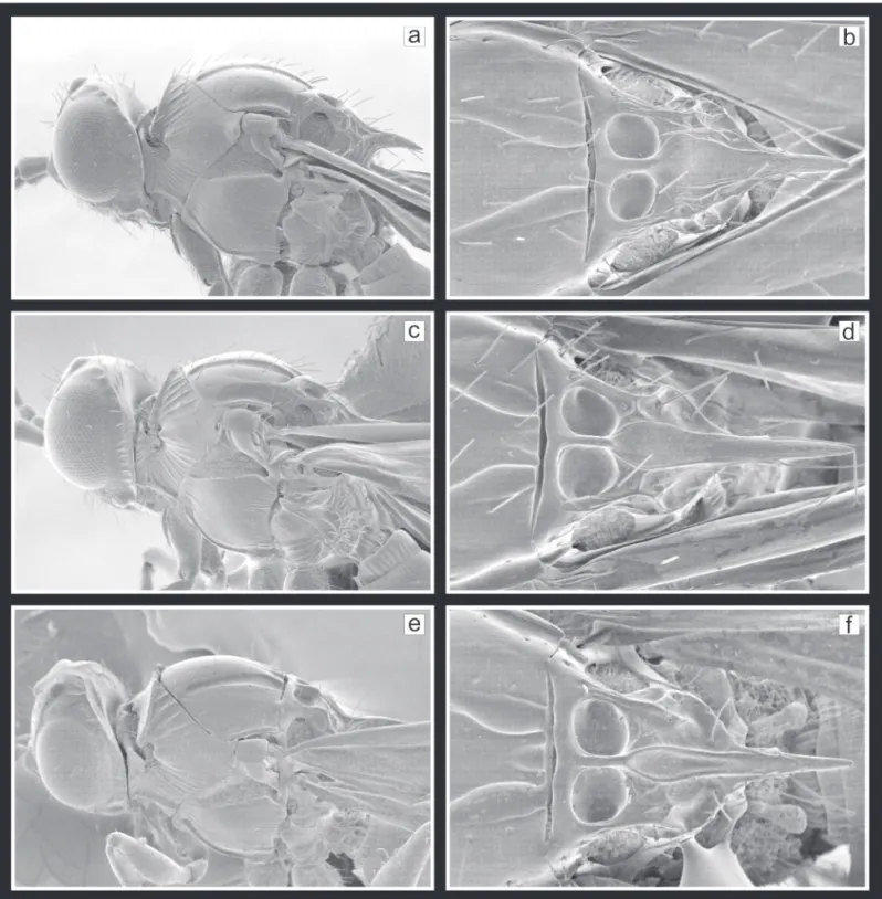 Figura 4. Cabeza y mesosoma en vista lateral (a, c, e); detalle del escutelo en vista dorsal (b, d, f)
