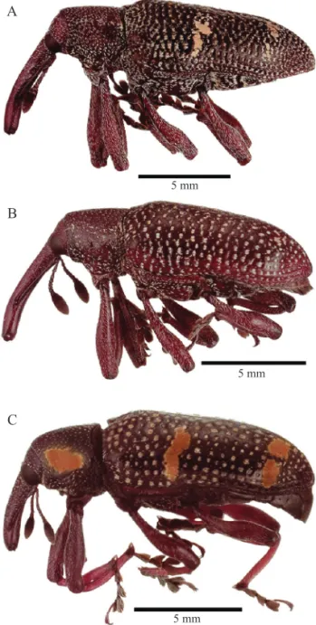 Fig. 1. Machos de Heilipus. A) lauri; B) pittieri; C)  trifasciatus, vista lateral.