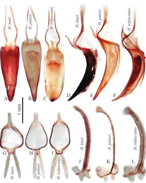 Fig. 2. Genitalia masculina de tres especies de Heilipu. A-C) Edeago, vista dorsal; D-F) Edeago, vista lateral; G-I) Tegmen,  vista lateral; J-L) Espícula gastrale, vista lateral.