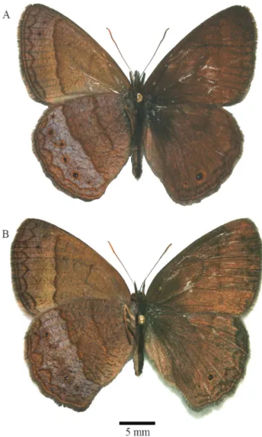 Fig. 1. Adults of Moneuptychia itapeva, ventral on the left,  dorsal on the right. A, holotype male from Pico do Itapeva,  Pindamonhangaba, São Paulo: Brazil; B, allotype female, same  locality.