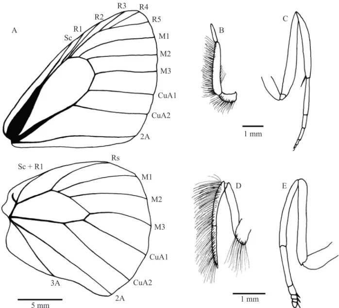 Fig. 2. Morphological characters of M. itapeva. A, male wing venation - forewing above and hindwing below; B, male palpus; 
