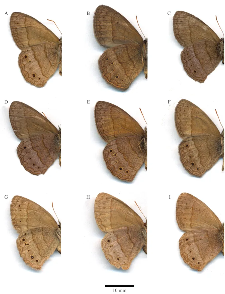 Fig. 5. Adult males (A-F) and females (G-I) of M. itapeva showing variation in underside wing pattern