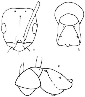 Fig. 1. B. aphidicola. a – Cabeza de obrera en vista anterior o  frontal; b – Mesosoma de obrera en vista dorsal; c – Mesosoma  de obrera en vista lateral.
