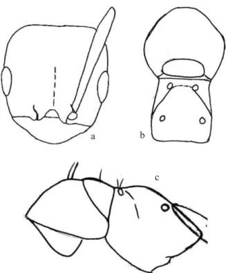 Fig. 4. B. constrictus. a – Cabeza de obrera; b – Mesosoma  de obrera en vista dorsal;   c – Mesosoma de obrera en vista  lateral.