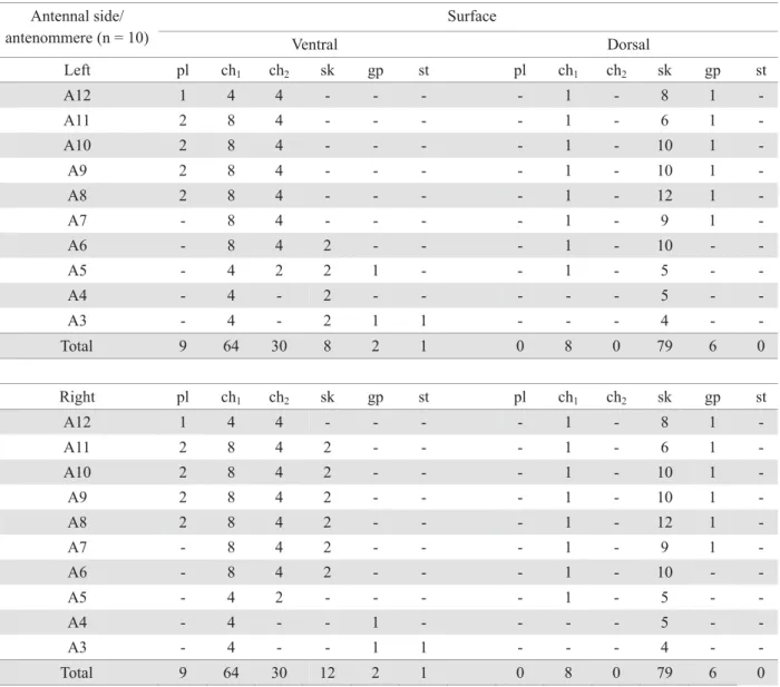 Table 1. Sensilla numerical variation per antenommere in the dorsal and ventral surfaces of the antennae of G