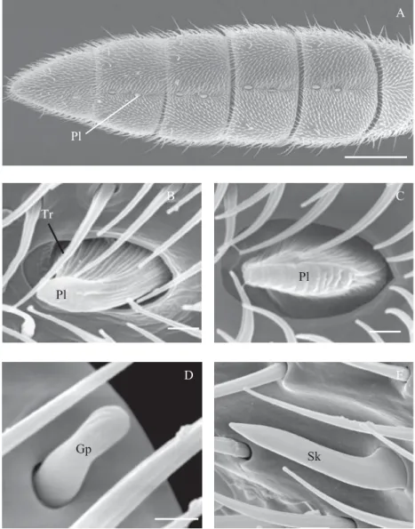 Fig. 2A-D. Scanning electron micrographs of the antennal of G. gallardoi female. A – broad view of the ventral surface of the  club of the right antenna showing the antennomeres A8 to A12