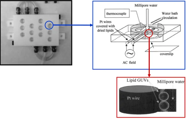 Figure 3.7. Array of individual chambers (12) to prepare GUVs by the electroformation method