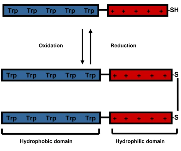 Figure 1.4. Schematic representation of pep-1 molecule. Primary amphipathicity is evident: 