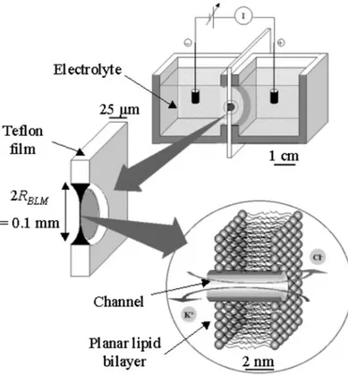 Figure 3.5. Experimental setup for planar lipid bilayers electrophysiology. Two chambers (cis and trans)  are separated by a Teflon film which contains a small hole, ~50 to 200 μm in diameter