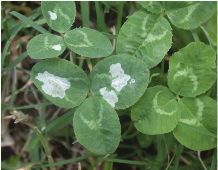 Fig. 5. P. minuta. Blotches on upper leaf surface of white clover.