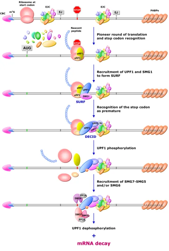 Figure I.5. PTC recognition and NMD activation.  Eukaryotic  release  factors  (eRF1  and  eRF3)  bind  translation-terminating ribosomes and recruit UPF1, which promotes binding of SMG1, and generate the  SURF complex