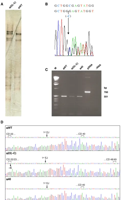 Figure  II.1.  The  novel  α α α α -thalassemia  frameshift  mutation  (–C)  at  codon  22  of  the  α α α α 2-globin  gene does not affect RNA splicing